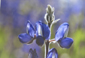 blue flower.jpg, 326 kB